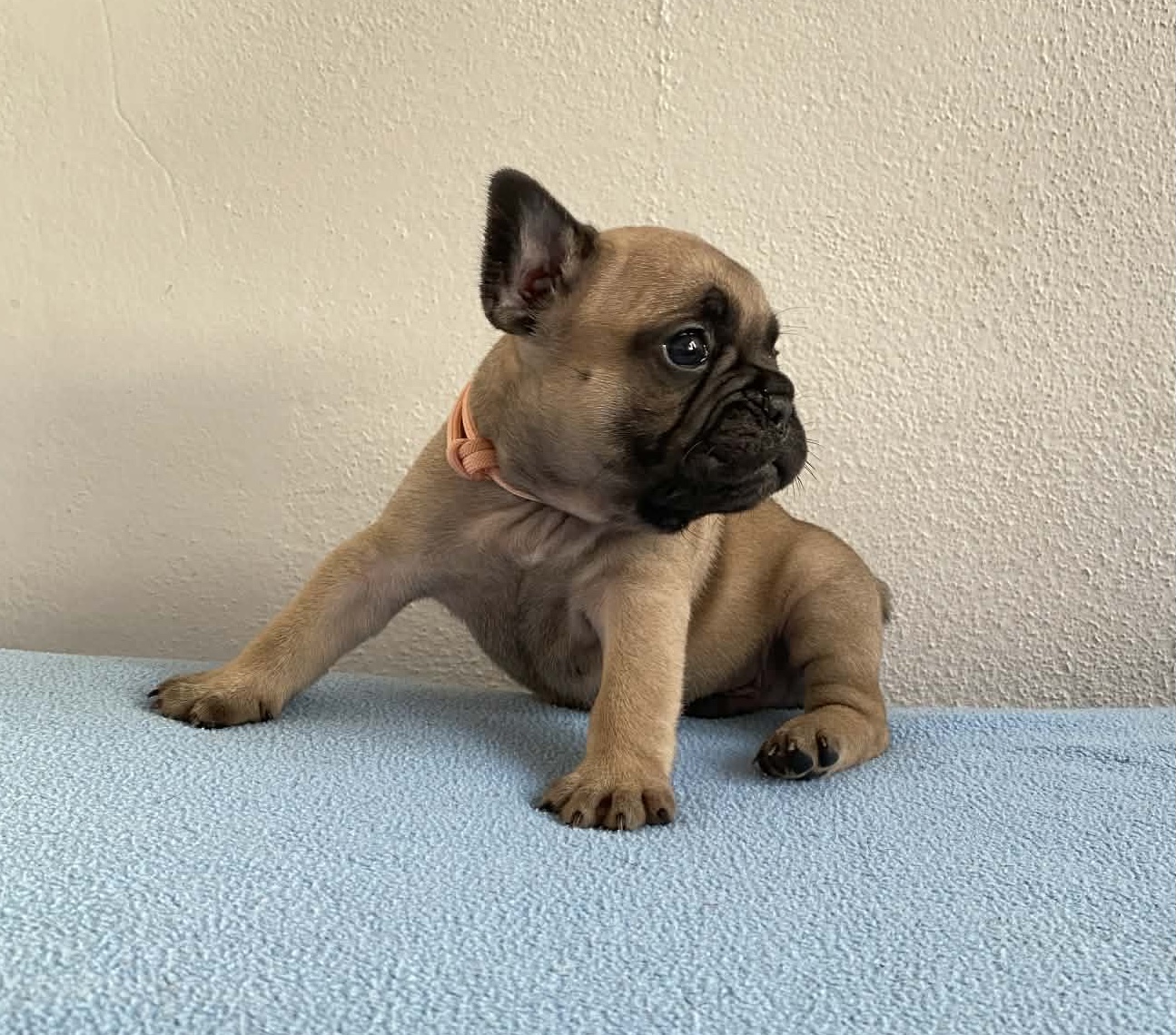 Flash Frenchies Litter J